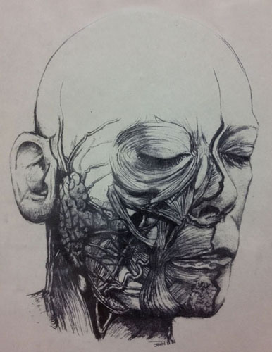 Dissected Face